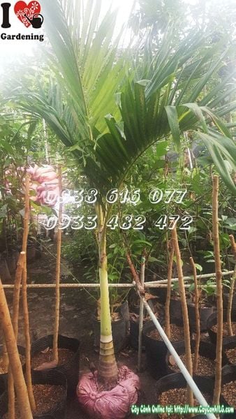 Cây Cau Trắng – Ý Nghĩa, Cách Chăm Sóc & Mua Bán Sỉ Lẻ Giá Tốt Tại TP.HCM