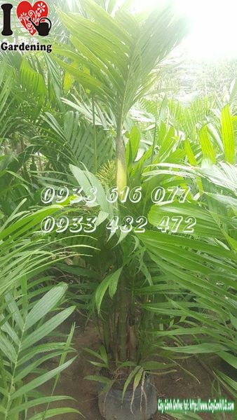 Cây Cau Tứ Quý – Ý Nghĩa, Cách Chăm Sóc & Mua Bán Sỉ Lẻ Giá Tốt Tại TP.HCM