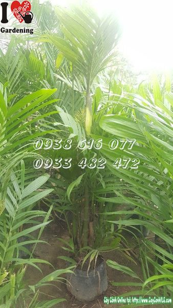 Cây Cau Tứ Quý – Ý Nghĩa, Cách Chăm Sóc & Mua Bán Sỉ Lẻ Giá Tốt Tại TP.HCM