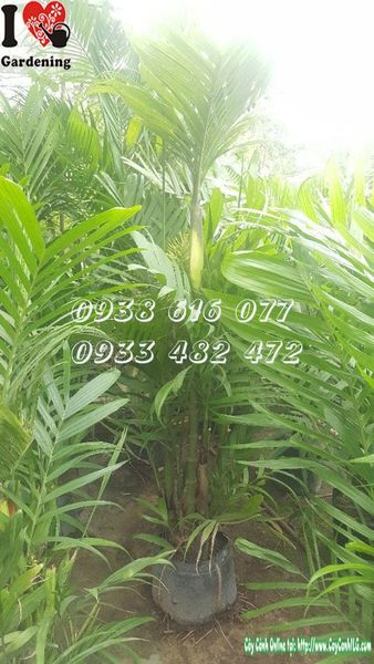 Cây Cau Tứ Quý – Ý Nghĩa, Cách Chăm Sóc & Mua Bán Sỉ Lẻ Giá Tốt Tại TP.HCM