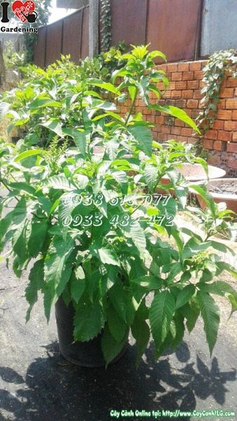 Cây Hoa Chuông Vàng – Ý Nghĩa, Cách Chăm Sóc & Mua Bán Sỉ Lẻ Giá Tốt Tại TP.HCM