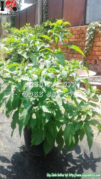 Cây Hoa Chuông Vàng – Ý Nghĩa, Cách Chăm Sóc & Mua Bán Sỉ Lẻ Giá Tốt Tại TP.HCM
