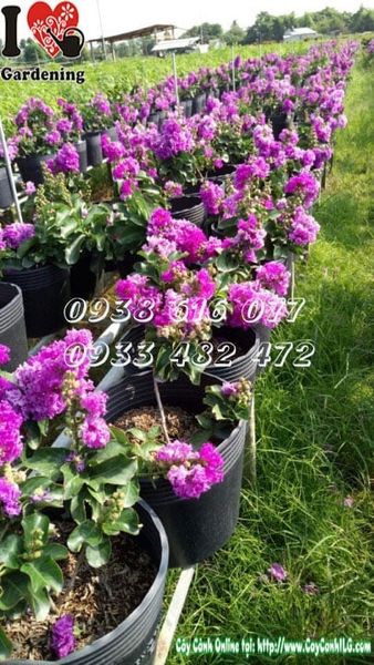 Cây Bằng Lăng Thái Lai Tường Vi – Ý Nghĩa, Cách Chăm Sóc & Mua Bán Sỉ Lẻ Giá Tốt Tại TP.HCM
