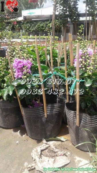Cây Bằng Lăng Thái Lai Tường Vi – Ý Nghĩa, Cách Chăm Sóc & Mua Bán Sỉ Lẻ Giá Tốt Tại TP.HCM