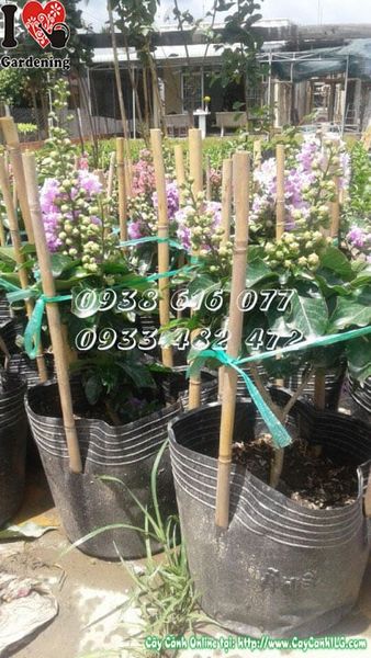 Cây Bằng Lăng Thái Lai Tường Vi – Ý Nghĩa, Cách Chăm Sóc & Mua Bán Sỉ Lẻ Giá Tốt Tại TP.HCM