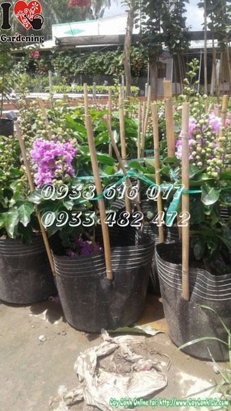 Cây Bằng Lăng Thái Lai Tường Vi – Ý Nghĩa, Cách Chăm Sóc & Mua Bán Sỉ Lẻ Giá Tốt Tại TP.HCM