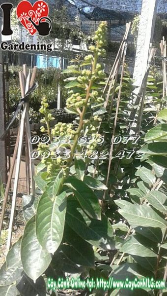 Cây Bằng Lăng Thái Lai Tường Vi – Ý Nghĩa, Cách Chăm Sóc & Mua Bán Sỉ Lẻ Giá Tốt Tại TP.HCM
