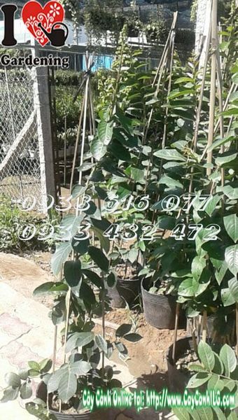 Cây Bằng Lăng Thái Lai Tường Vi – Ý Nghĩa, Cách Chăm Sóc & Mua Bán Sỉ Lẻ Giá Tốt Tại TP.HCM