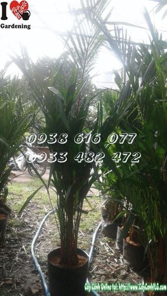 Cây Cau Đỏ – Ý Nghĩa, Cách Chăm Sóc & Mua Bán Sỉ Lẻ Giá Tốt Tại TP.HCM
