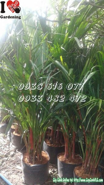 Cây Cau Đỏ – Ý Nghĩa, Cách Chăm Sóc & Mua Bán Sỉ Lẻ Giá Tốt Tại TP.HCM