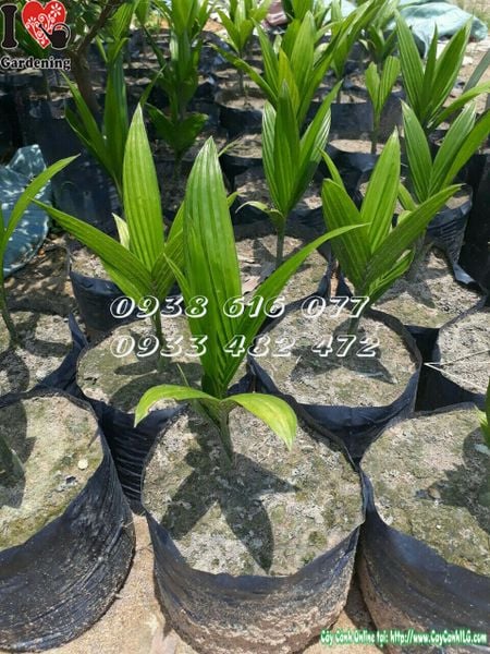 Cây Cau Lùn – Ý Nghĩa, Cách Chăm Sóc & Mua Bán Sỉ Lẻ Giá Tốt Tại TP.HCM
