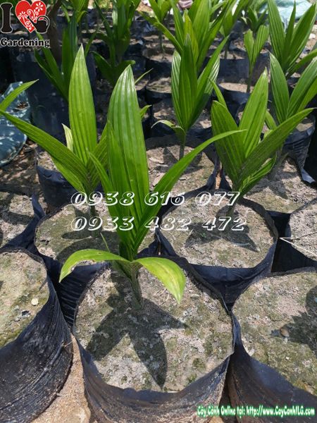 Cây Cau Lùn – Ý Nghĩa, Cách Chăm Sóc & Mua Bán Sỉ Lẻ Giá Tốt Tại TP.HCM