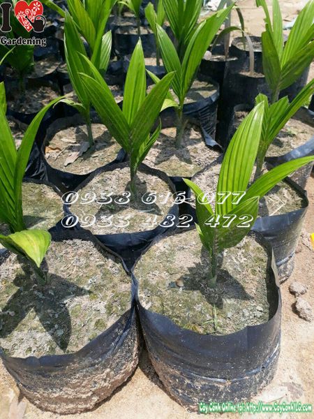 Cây Cau Lùn – Ý Nghĩa, Cách Chăm Sóc & Mua Bán Sỉ Lẻ Giá Tốt Tại TP.HCM