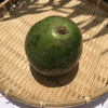  Bơ Sáp Sống 