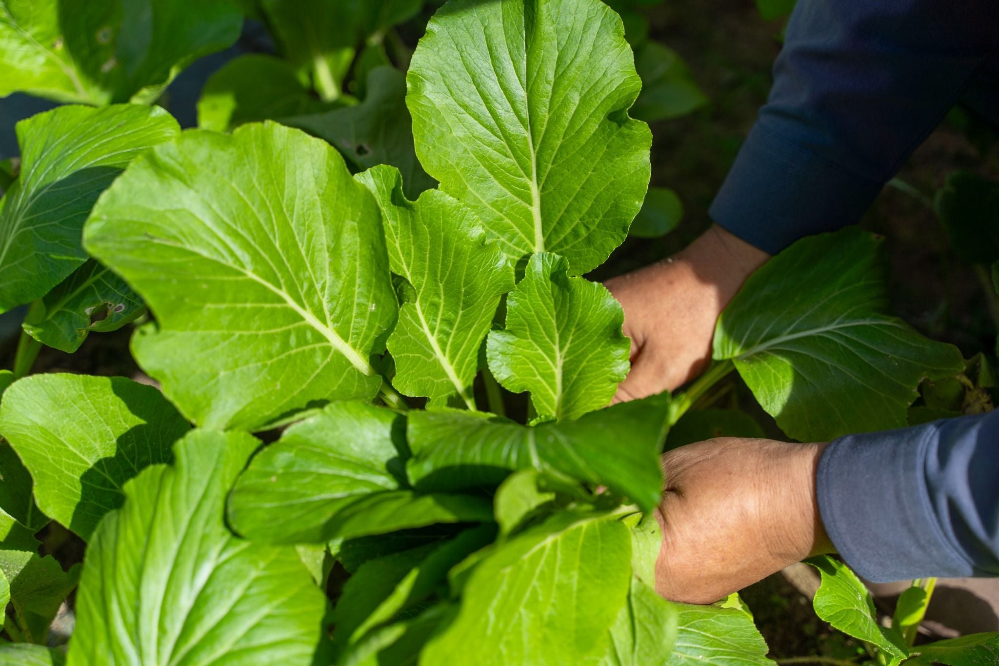 CHAM OASIS ORGANIC GARDEN