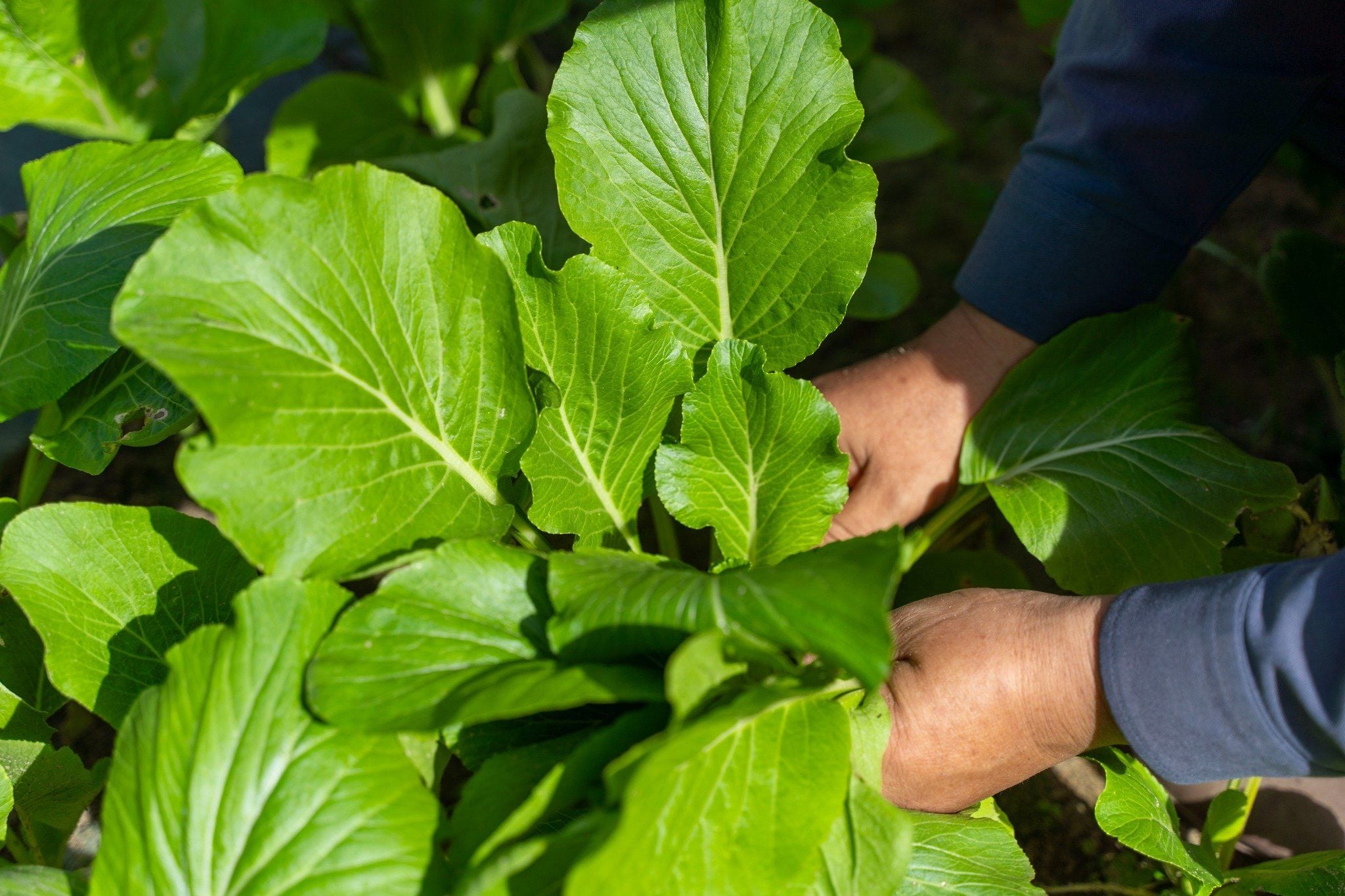 VƯỜN RAU SẠCH CHAM OASIS