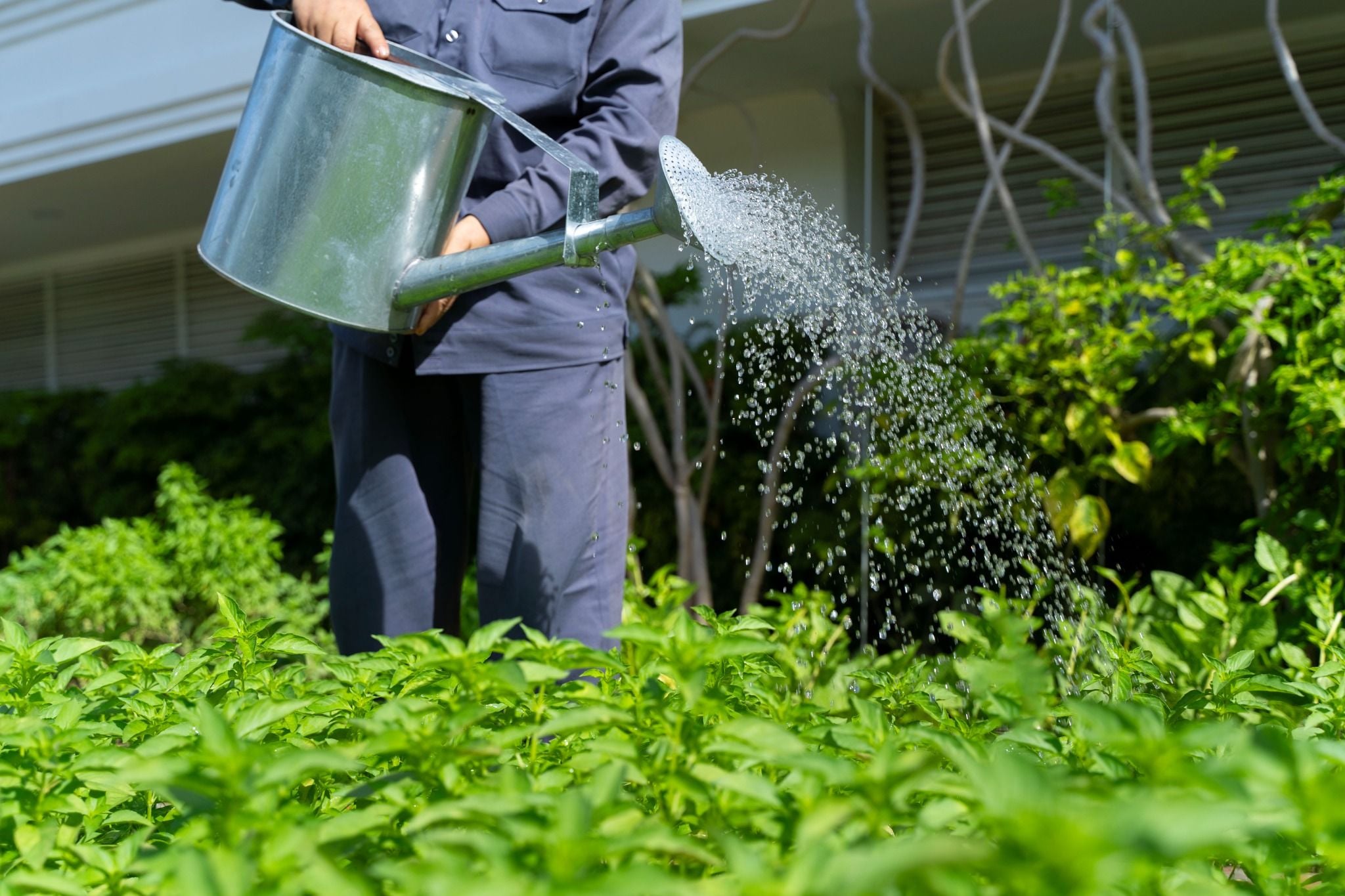 CHAM OASIS ORGANIC GARDEN