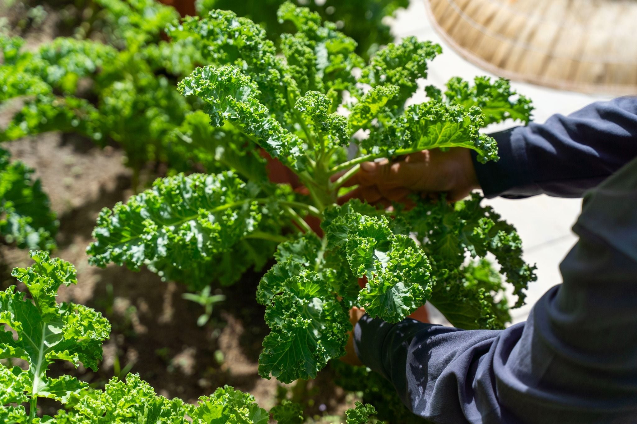 CHAM OASIS ORGANIC GARDEN