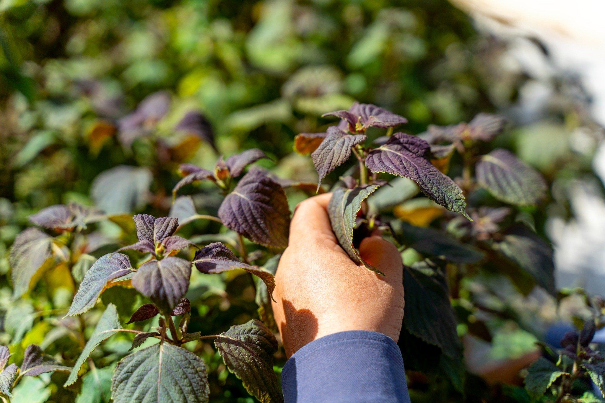 VƯỜN RAU SẠCH CHAM OASIS