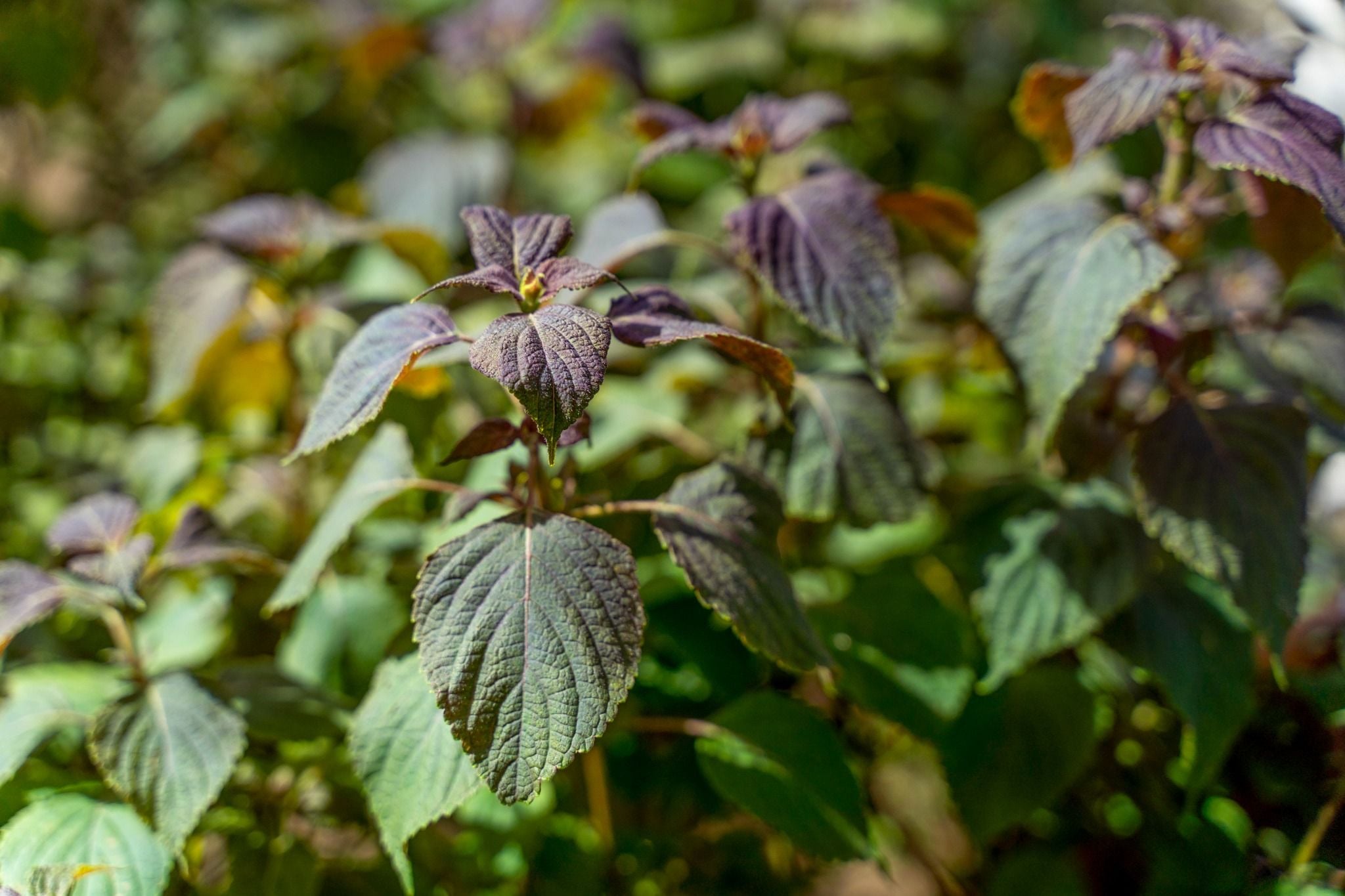 CHAM OASIS ORGANIC GARDEN