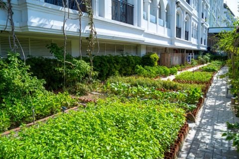  CHAM OASIS ORGANIC GARDEN 