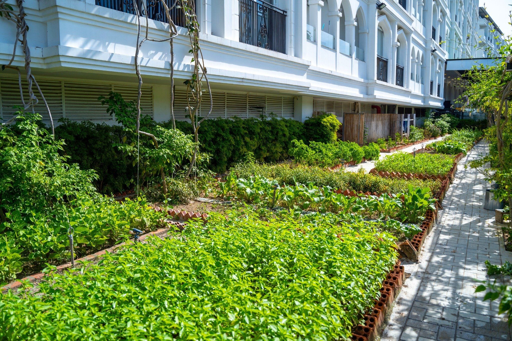 VƯỜN RAU SẠCH CHAM OASIS