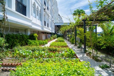  VƯỜN RAU SẠCH CHAM OASIS 