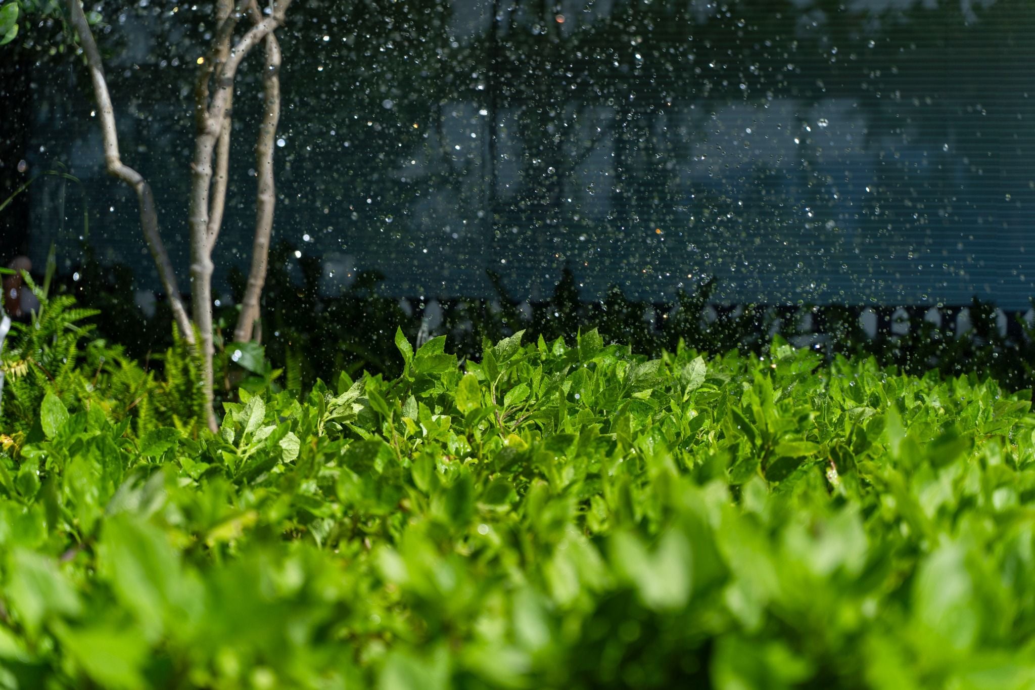 CHAM OASIS ORGANIC GARDEN