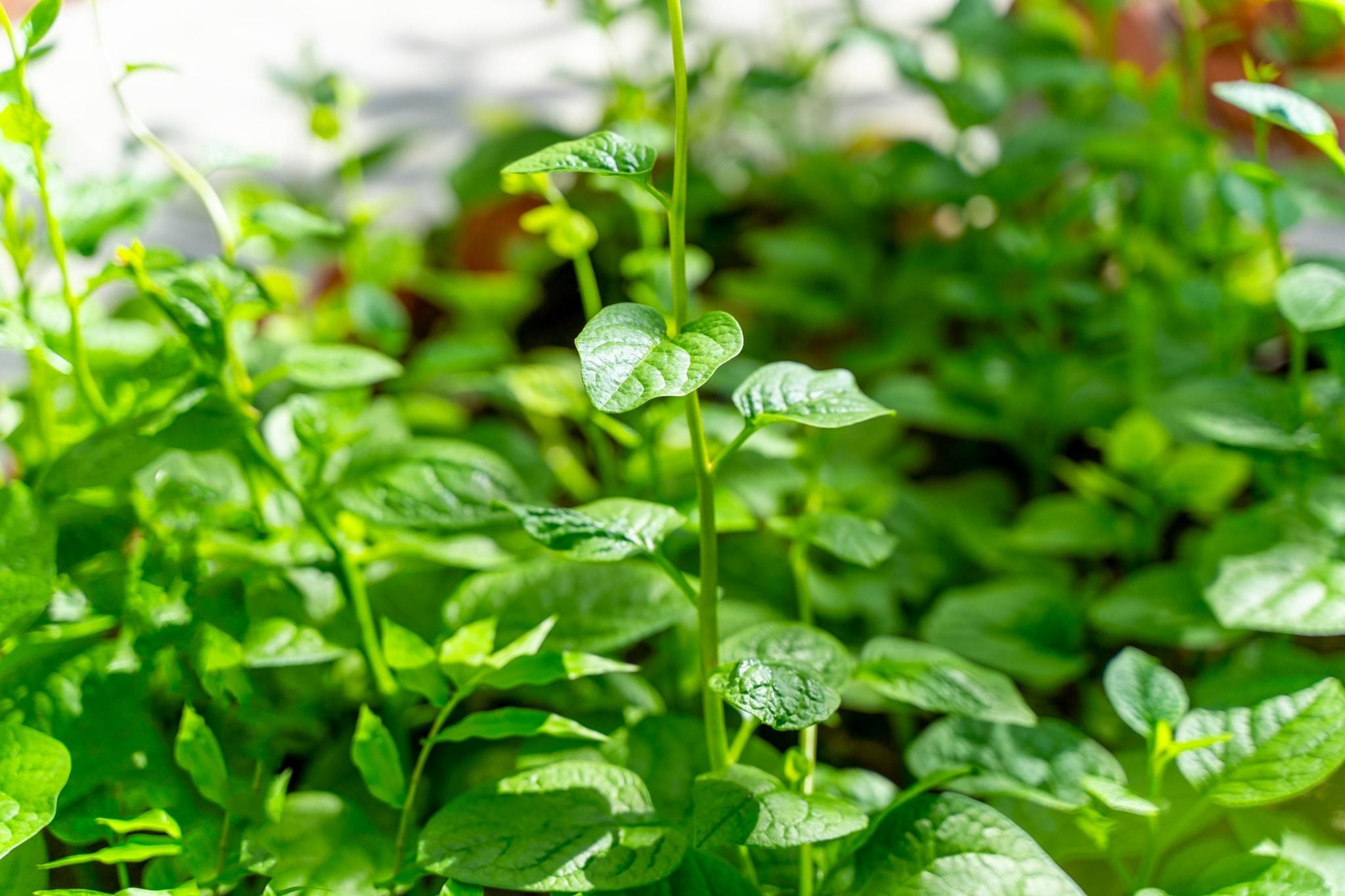 CHAM OASIS ORGANIC GARDEN