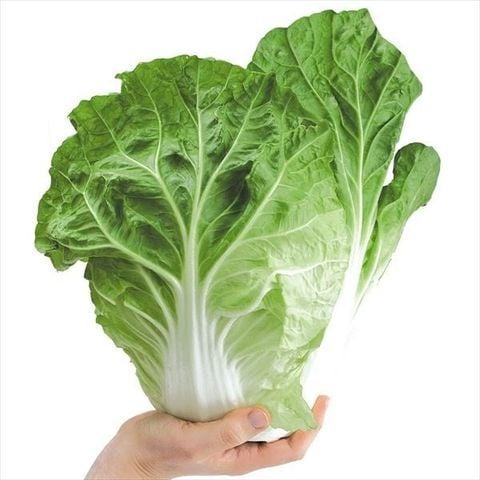 Hạt giống cải thảo tròn Nhật chịu nhiệt