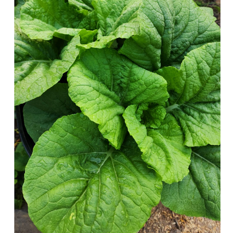 Hạt giống cải kaido rất ngon