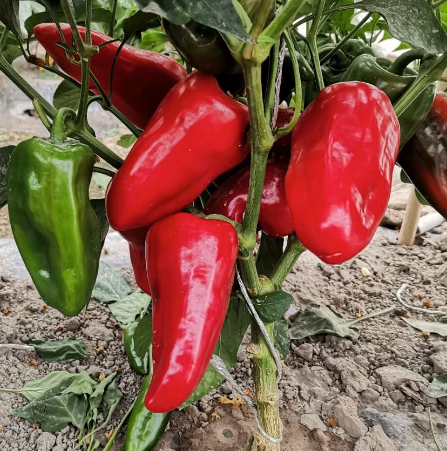 Hạt giống ớt ngọt baby Snack màu đỏ