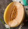 Gói 10 hạt giống dưa lưới vàng HL6