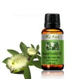  TINH DẦU TRÀM GIÓ – Cajeput Essential Oil TD0039 