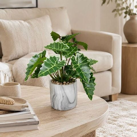 Cận cảnh lá cây môn quan âm mini màu xanh đậm với đường vân trắng trang trí