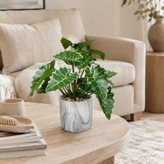 Chậu cây môn quan âm mini để bàn cao 25cm