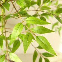 Cây Nandina giả trang trí