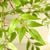 cận cảnh cành lá nandina giả đẹp như thật