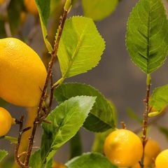 Cây chanh vàng giả trang trí cao 250 cm