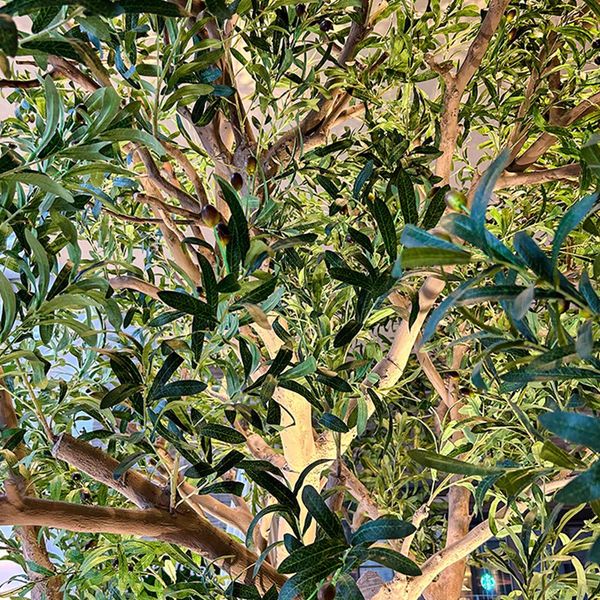 Cây ô liu giả tán tròn nghệ thuật