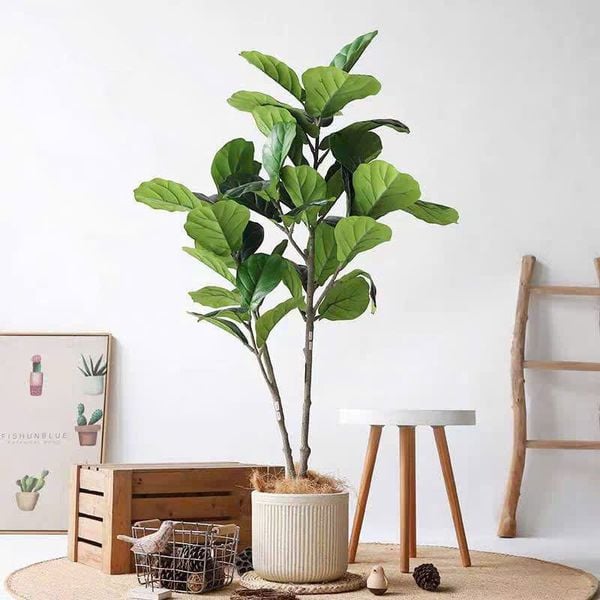 cây bàng singarpore giả trồng trong chậu sứ