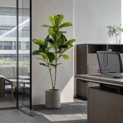 Cây bàng Singapore giả cao 135 cm
