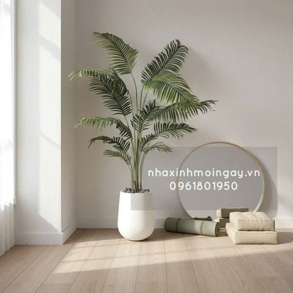 Cây dừa cảnh cao 2 mét kèm chậu