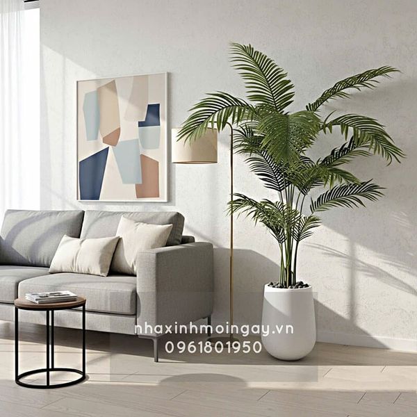 Cây dừa cảnh cao 2 mét kèm chậu