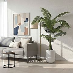 Cây dừa cảnh cao 2 mét kèm chậu