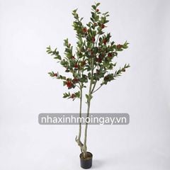 Cây hoa trà my đỏ trang trí