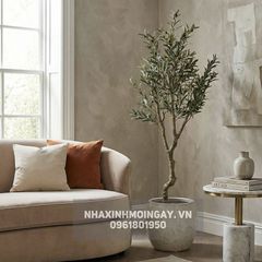 Cây Ô Liu Giả Thân Xoắn - Dáng Cổ Thụ Địa Trung Hải