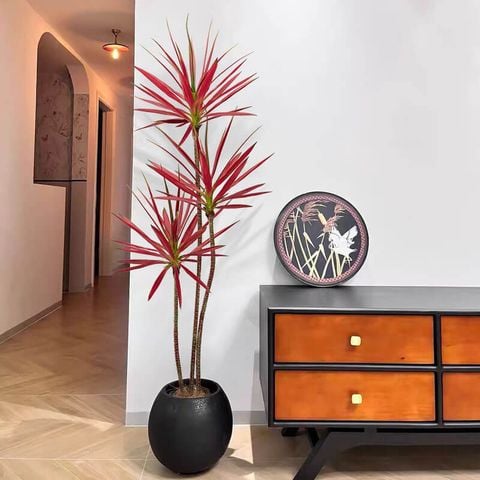 Cây phát tài núi lá đỏ trang trí