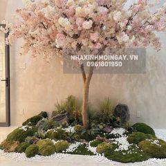 Cây hoa anh đào giả thân gỗ cao 3m