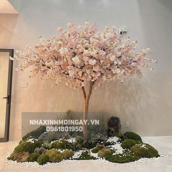 Cây hoa anh đào giả thân gỗ cao 3m